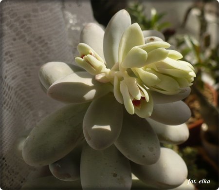 Pachyphytum oviferum.JPG