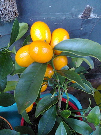 Nagami Kumquat.jpg