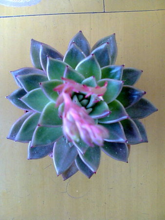 Eszeweria - Echeveria.jpg