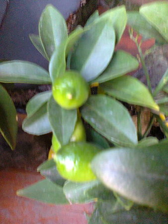 Limequat owoc.jpg