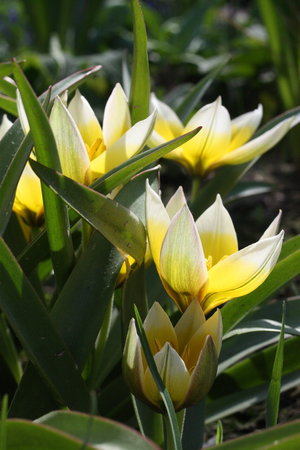 tulipany botaniczne 1.jpg