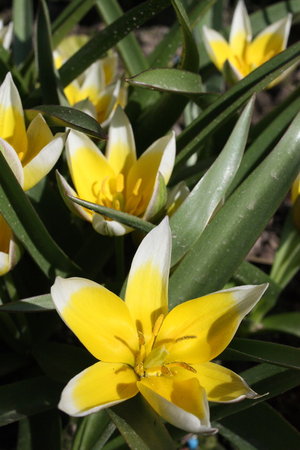 Tulipany botaniczne.jpg