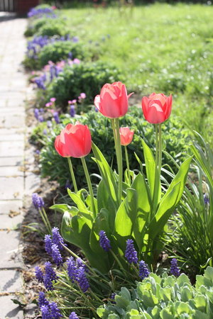 tulipany 1.jpg