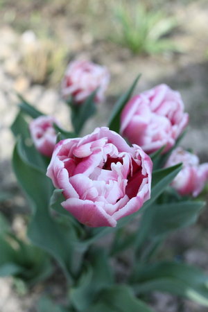 tulipan pełny Wirosa.jpg