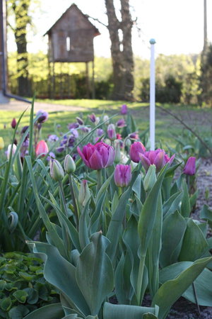 tulipany 5.jpg