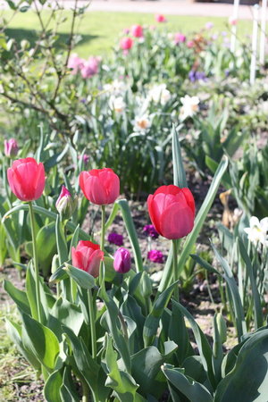 tulipany 3.jpg