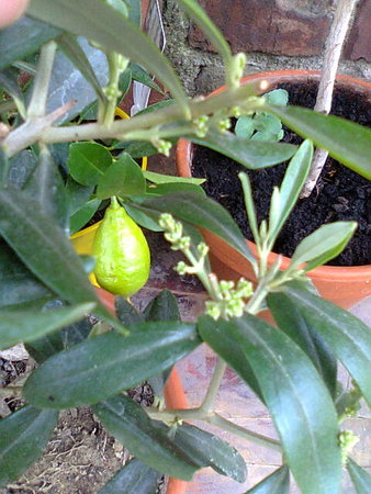 Oliwka europejska (Olea europaea) zapączkowała  w tle limequat.jpg