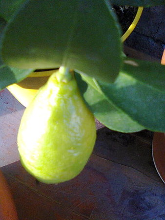 Limequat owoc wisi.jpg