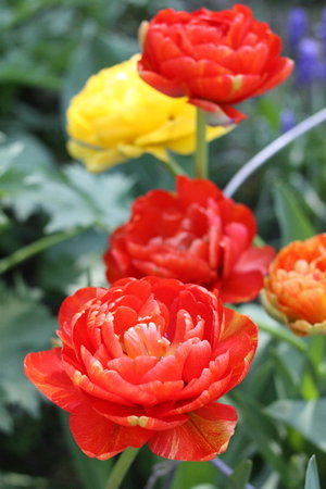 tulipan 1.jpg