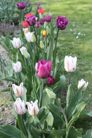 tulipan 3.jpg