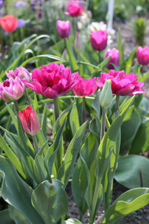 tulipan 5.jpg