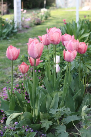 tulipan 6.jpg