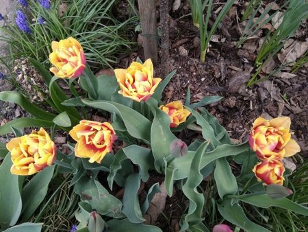 Tulipany.jak-zmniejszyc-fotke_pl.jpeg