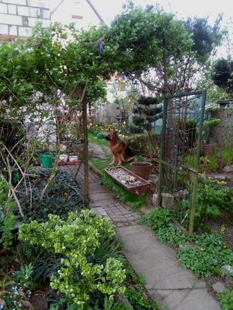 Psi ogród.jpg