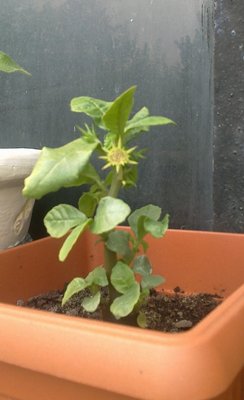 Dorstenia kwitnie 25 sierpień 2012.jpg