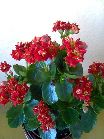 Kalanchoe blossfeldiana doniczka.jpg