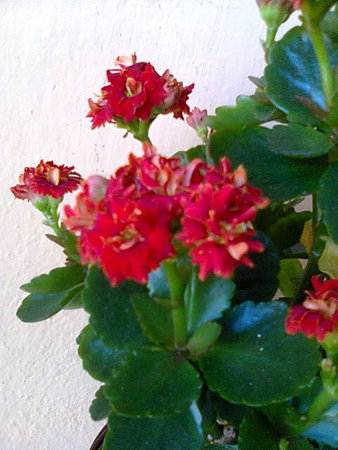 Kalanchoe blossfeldiana.jpg