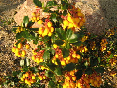 Berberys Darwinii 'Apricot queen'.JPG