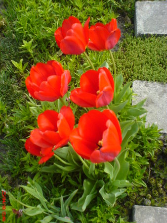 tulip. 25.04.JPG