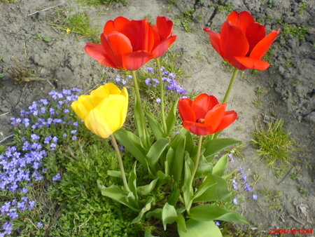 tulip.25.04..JPG