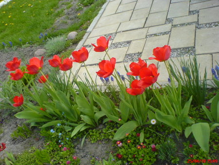 tulip.25.04.JPG