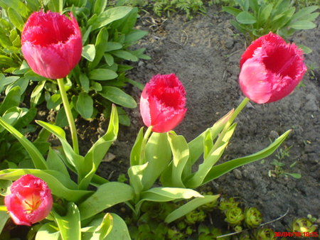 tulip.nn 30.04.JPG