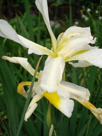 Iris ochroleuca   (Irys orientalny) -.JPG