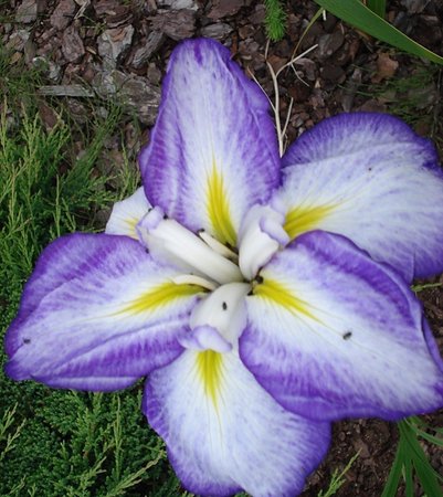 iris ensata-.jpg