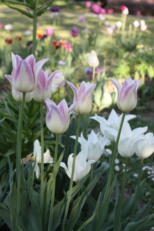 tulipan Elegant Lady.jpg