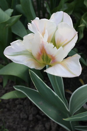 tulipan China Town.jpg