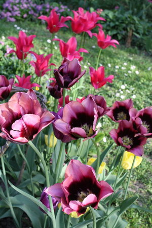 tulipany 8.jpg