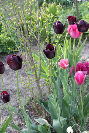 tulipany 9.jpg