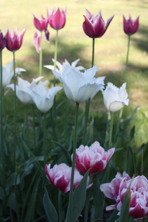 tulipany 6.jpg
