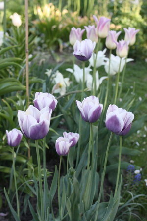 Tulipany 7.jpg