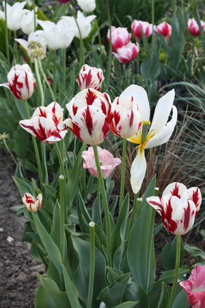 tulipa Grand Perfection.jpg
