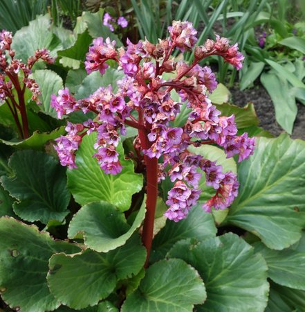 bergenia.JPG