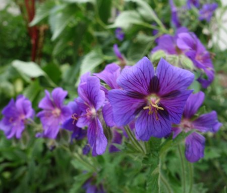 geranium wielkopłatkowy.JPG