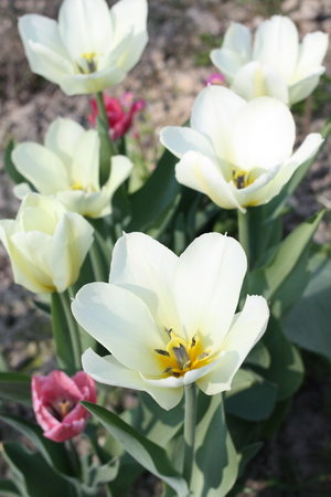 Tulipan Purissima.jpg