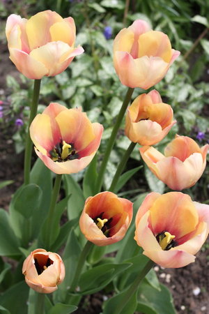 tulipany 17.jpg