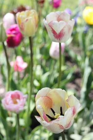 tulipany 15.jpg