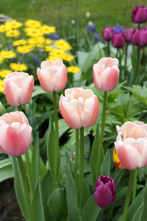 tulipany 4.jpg