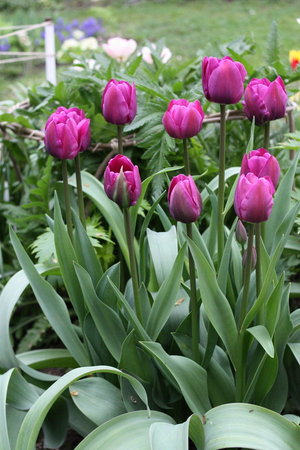 tulipany 7.jpg