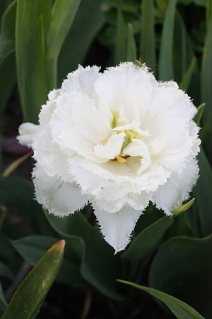 Tulipan Snow Crystal.jpg