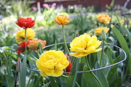 Tulipan Double Beauty of Apeldoorn.jpg