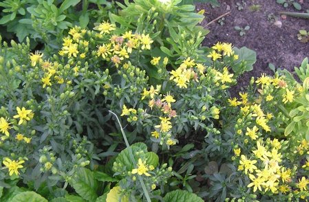 Nawłoć niska (Solidago virgaurea var. Minutissima).JPG