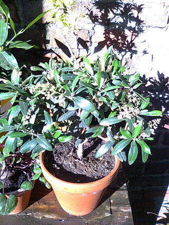 Oliwka europejska (Olea europaea).jpg