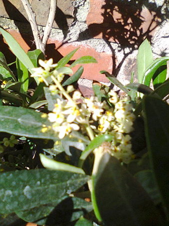 Oliwka europejska (Olea europaea) kwitnie.jpg