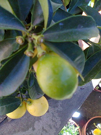 Limonella owoce.jpg