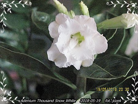 Adenium Thousand Snow White 002.JPG