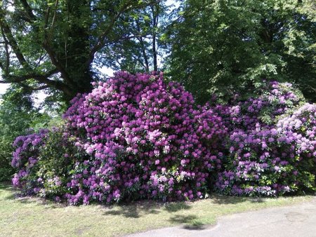 Pszczyna park 4.jak-zmniejszyc-fotke_pl.jpeg